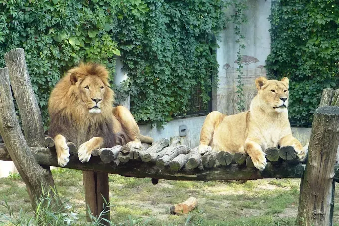 MIEJSKI OGRÓD ZOOLOGICZNY W PŁOCKU Sp. z o.o.