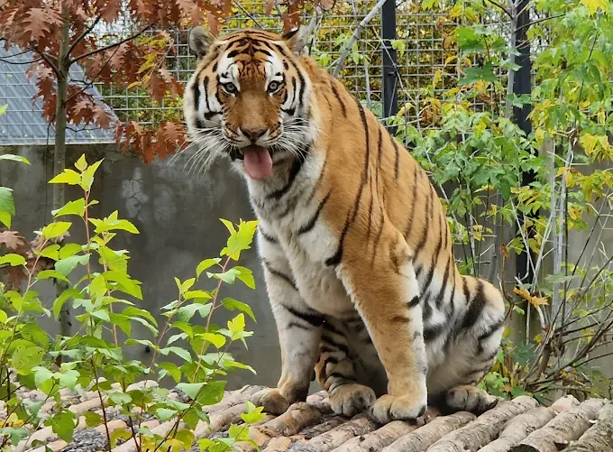 MIEJSKI OGRÓD ZOOLOGICZNY W PŁOCKU Sp. z o.o.