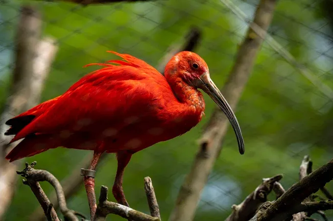 MIEJSKI OGRÓD ZOOLOGICZNY W PŁOCKU Sp. z o.o.