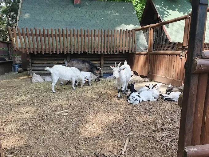 MIEJSKI OGRÓD ZOOLOGICZNY W PŁOCKU Sp. z o.o.