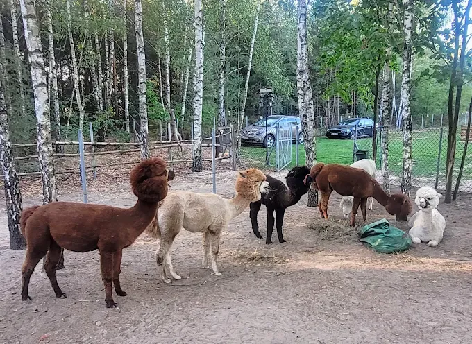 Alpaki Zabłocie Legionowo - Siedlisko Sielankowo Zabłocie
