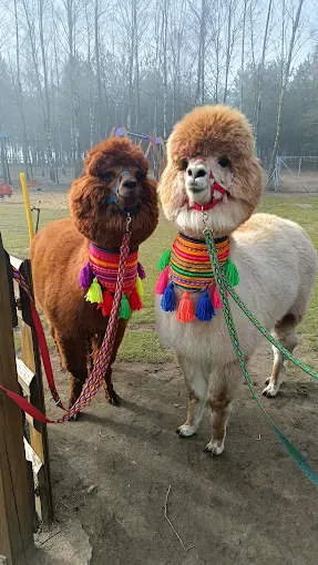 Alpaki Zabłocie Legionowo - Siedlisko Sielankowo Zabłocie