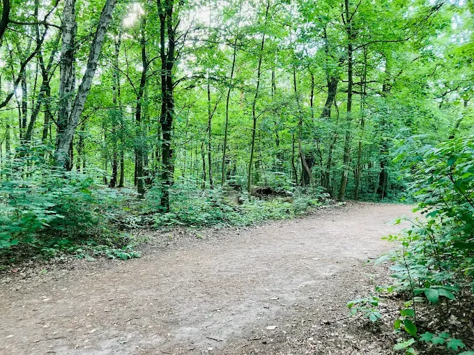 Rezerwat przyrody Las Bielański