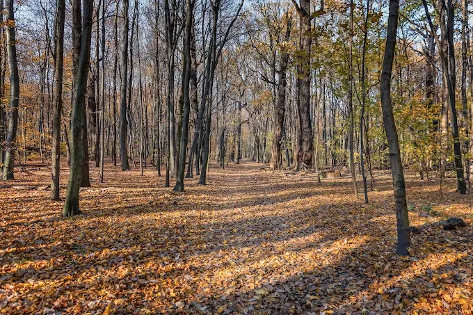 Rezerwat przyrody Las Bielański