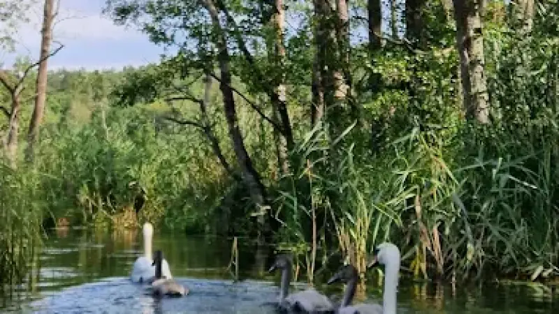 Kajaki Swaderki spływy kajakowe rzeką Marózką