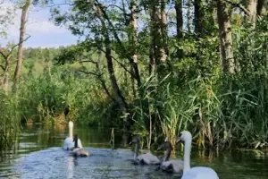 Kajaki Swaderki spływy kajakowe rzeką Marózką
