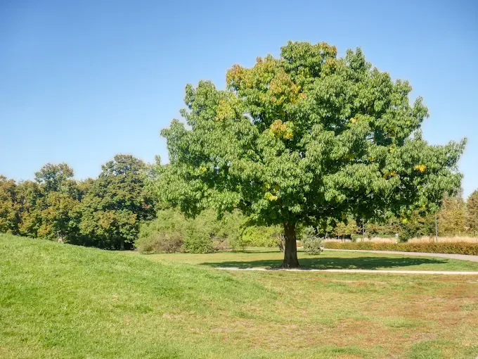 Park Józefa Polińskiego