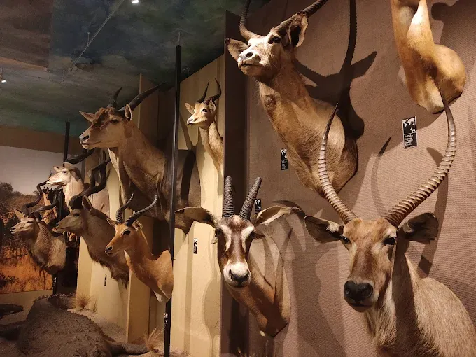 Muzeum Łowiectwa i Jeździectwa