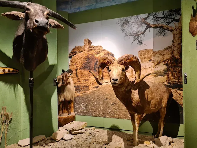 Muzeum Łowiectwa i Jeździectwa