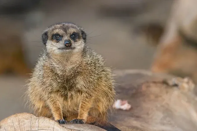 Ogród Zoologiczny w Krakowie