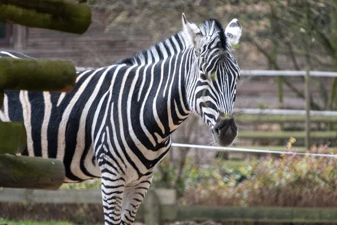 Ogród Zoologiczny w Krakowie