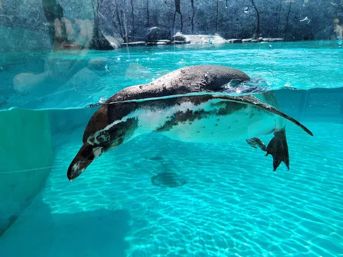 Ogród Zoologiczny w Krakowie