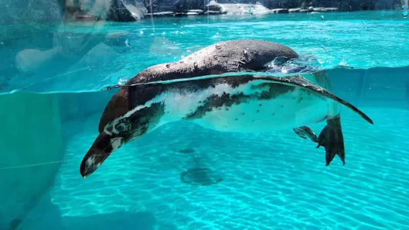 Ogród Zoologiczny w Krakowie