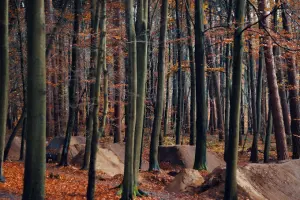 Bike Park Wąwóz Olsztyn