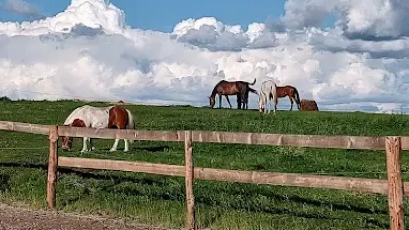 Stadnina Koni Kurki - TREC PTTK, Ośrodek Trecowy