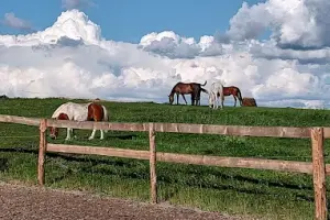 Stadnina Koni Kurki - TREC PTTK, Ośrodek Trecowy