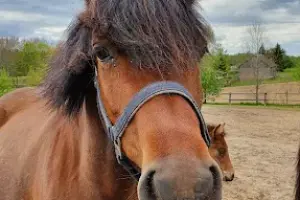 Patataj Agroturystyka - Stadnina Koni