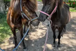 Stajnia Lipowo 45 -Agroturystyka-Pensjonat dla koni- hodowla koni islandzkich