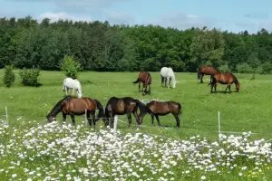Stadnina Koni Ferenstein