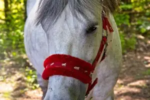 Riding Bay Academy Jazda Konna Olsztyn Gronity