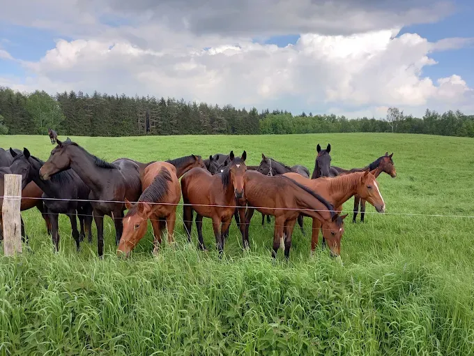 Trakeńska Stadnina Koni Sokolnik