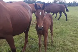 Trakeńska Stadnina Koni Sokolnik