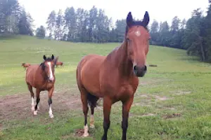 Zielony koń - Agroturystyka Mazury stadnina nad jeziorem
