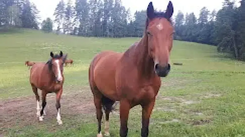 Zielony koń - Agroturystyka Mazury stadnina nad jeziorem