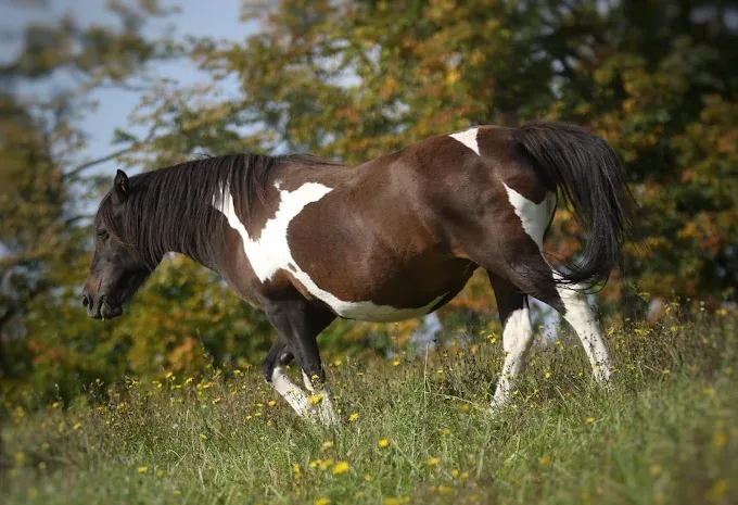 Huculskie Ranczo Maja Stadnina Koni
