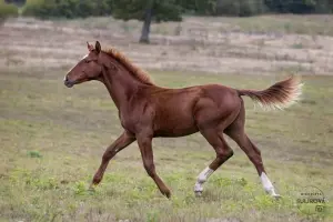 Stadnina Koni Stangretka Przybyłowo