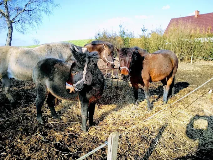 Stajnia Dągi, Nauka jazdy konno, jazdy indywidualne, wyjazdy w teren