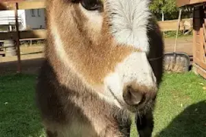 Ośrodek Jeździecki Amber