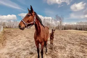 Stajnia Leśna Osada