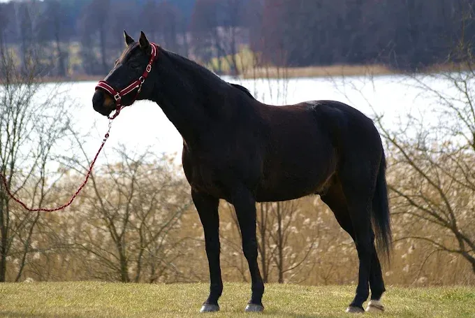 Klub Jeździecki Nawiady - Nauka jazdy konnej