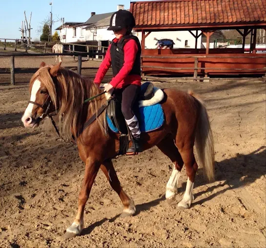 Farma Noego Kajaki Mini zoo Imprezy integracyjne Obozy Kolonie Jazda konna