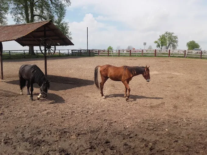 Farma Noego Kajaki Mini zoo Imprezy integracyjne Obozy Kolonie Jazda konna