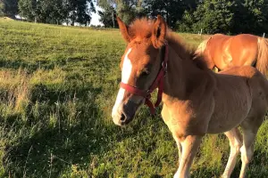 Gospodarstwo Agroturystyczne Jutrzenka - Jazda konna,