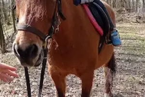 Nauka Jazdy Konnej FOSKA. Konie Ostróda.