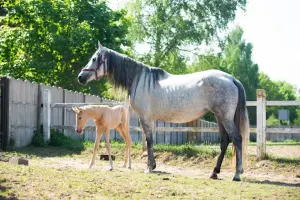 Stajnia APOLO hodowla koni fryzyjskich & andaluzyjskich