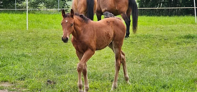 Stadnina Koni "Luanda" Andrzej Felski