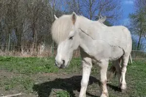 Stajnia Cztery Wiatry