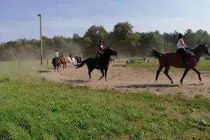 Stadnina koni Fałdy