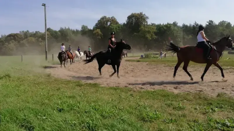 Stadnina koni Fałdy