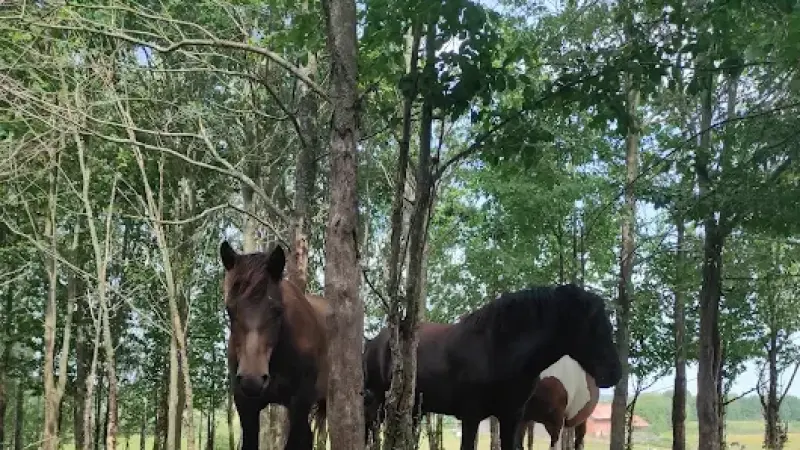 Jazda Konna w Raju