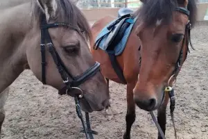 JAZDA KONNA HIPOTERAPIA Olsztyn