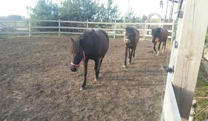 Stajnia "Pod Olchą"