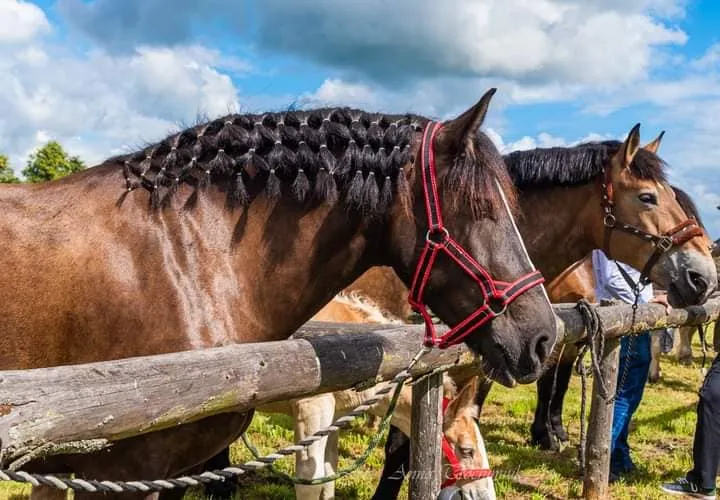 Ośrodek Jeździecki Wikada