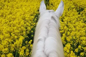 Ośrodek Jeździecki Wikada