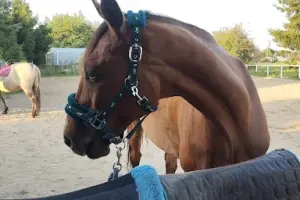 Klub Jeździecki Dobre Miejsce