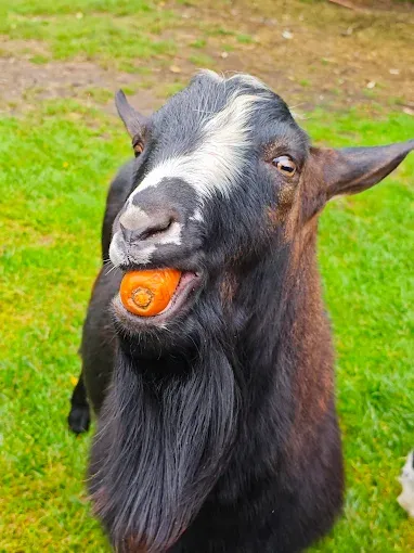 Park Dzikich Zwierząt